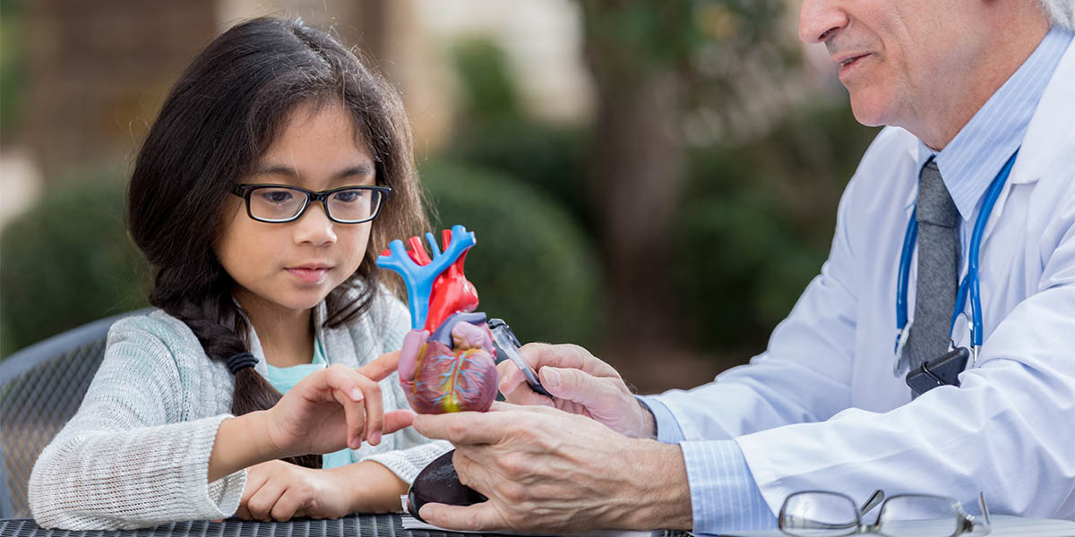 Senior doctor talks with little girl about human heart