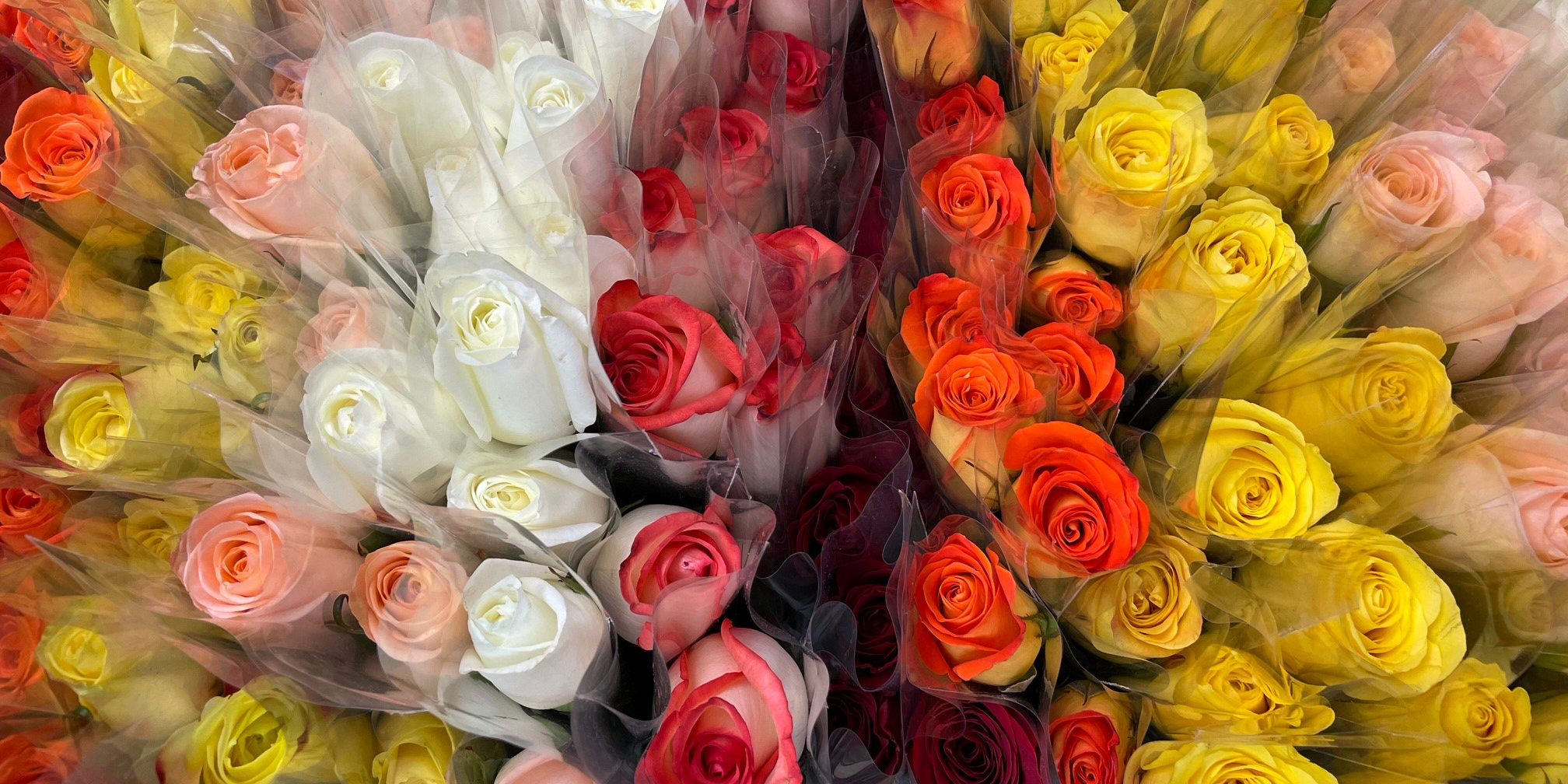 Nursing Home Flowers_1200x600.jpg